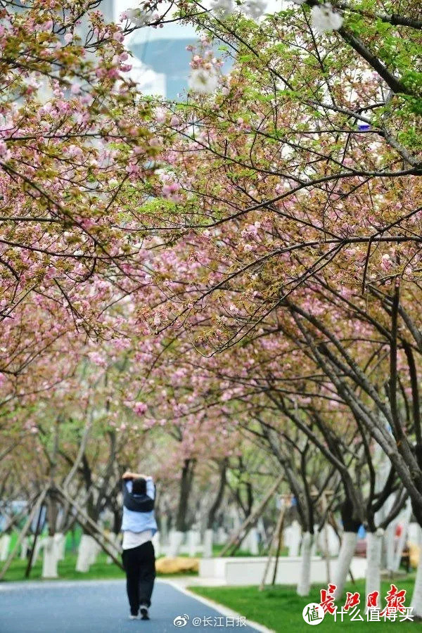 武汉狂撒100万张免费门票，错过的樱花季可以补上了