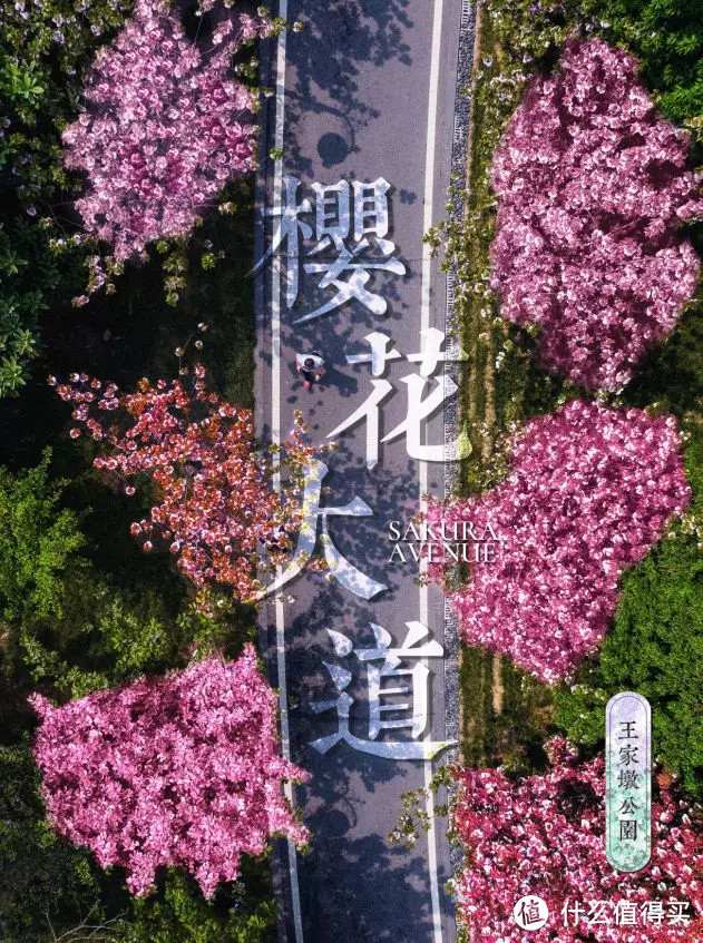 武汉狂撒100万张免费门票，错过的樱花季可以补上了