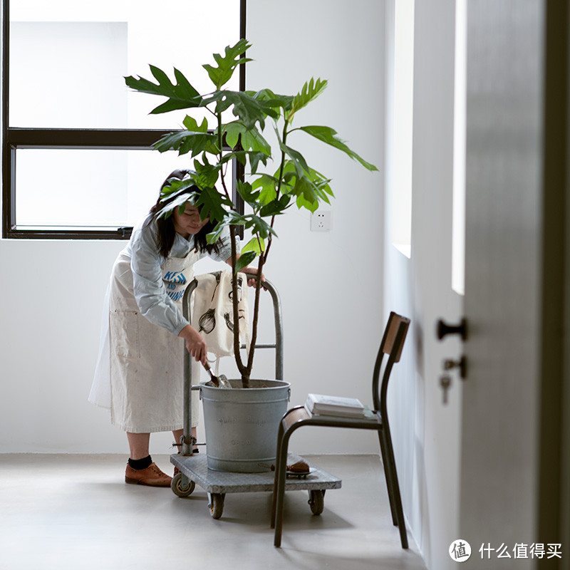 植树节，种小树！推荐5棵适合家养的小树，从此四季都是春天