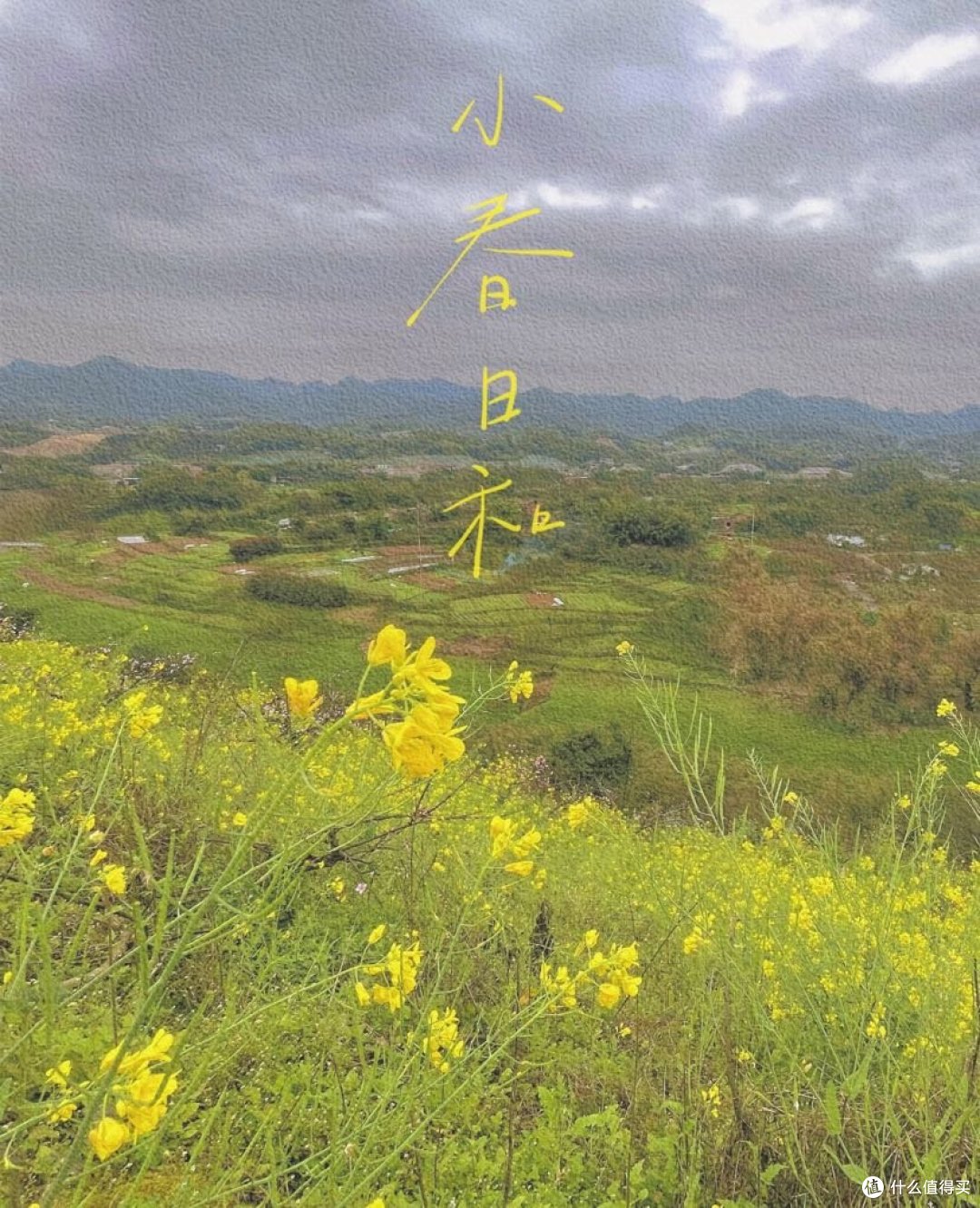 重庆本地推荐的“小众赏花”路线~🌻🌼🌸