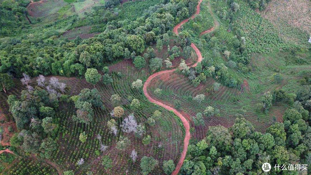 领略远山树林的味道，带你探索云南咖啡新产季