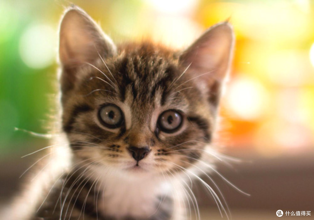 过去猫是“狸奴”，现在人是“猫奴”，轮回一千年……