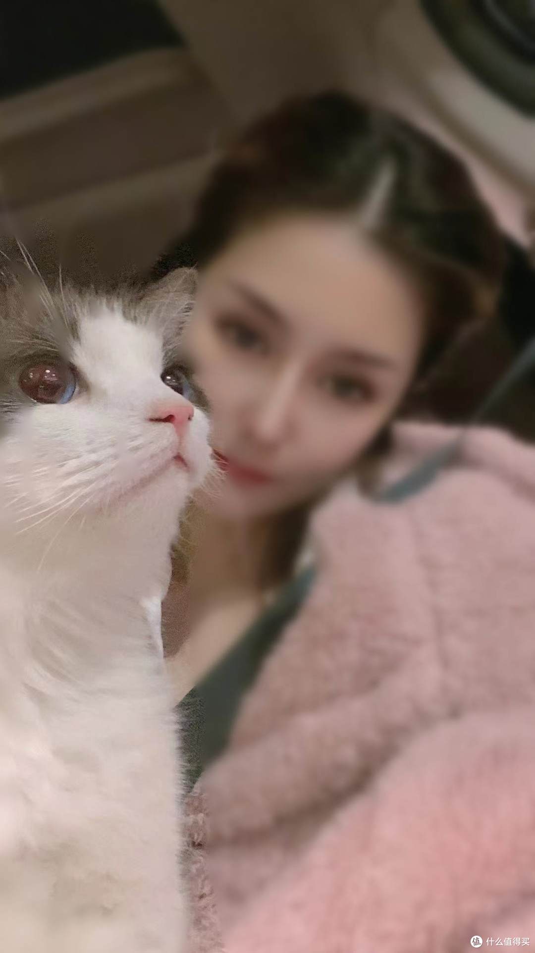 过去猫是“狸奴”，现在人是“猫奴”，轮回一千年……