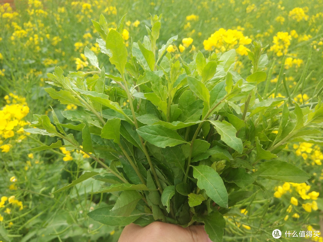 每年春天，我都会用它炒鸡蛋，比荠菜嫩，比香椿香，近视眼要常吃