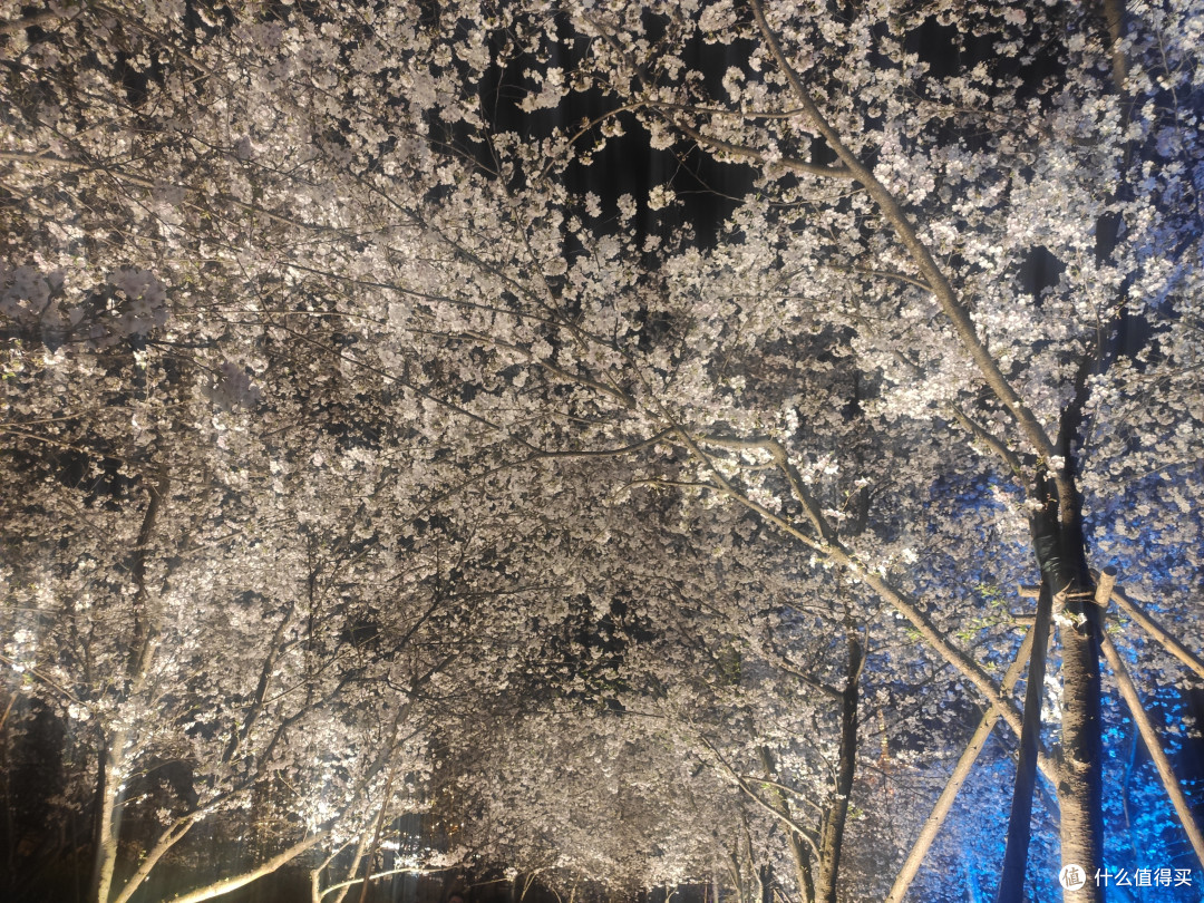人间真实!打工人的周末两日武汉赏樱之旅