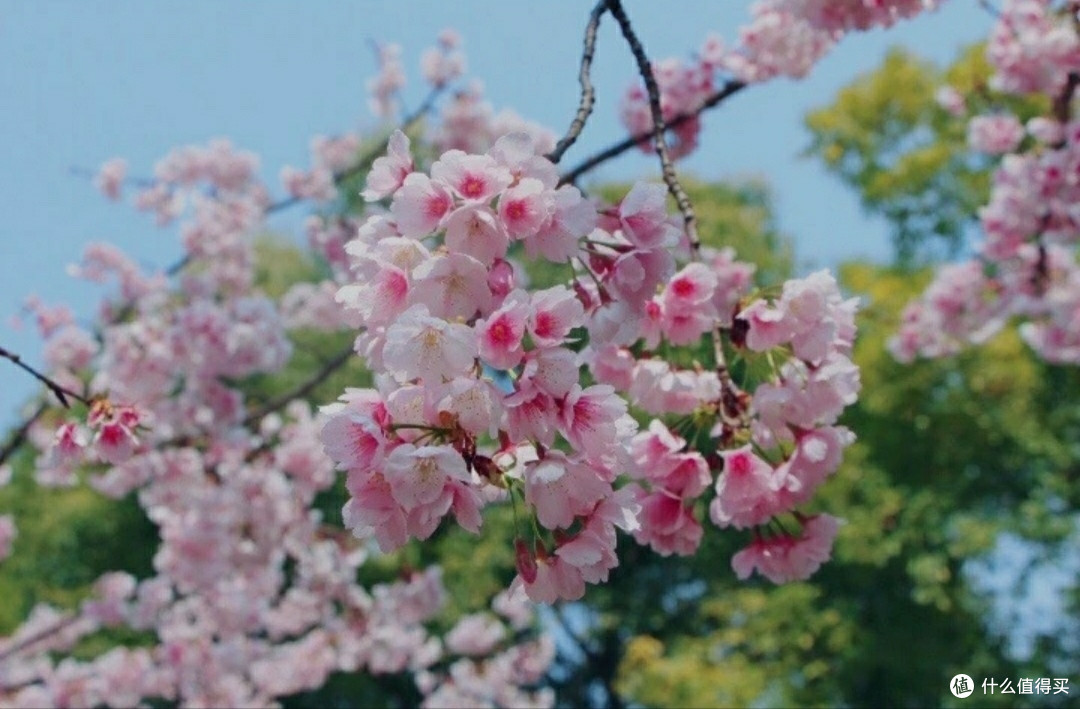 奔着樱花去看了场郁金香，3月静安雕塑公园踏青有感