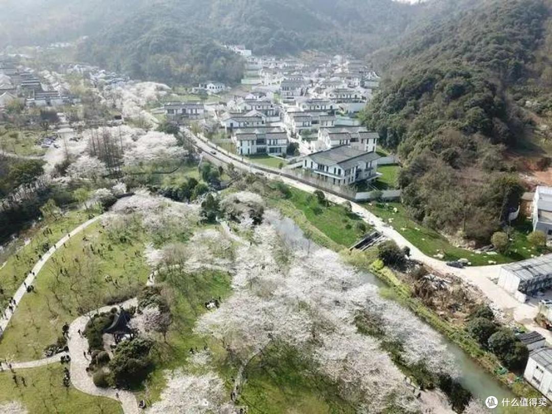 江南最美的春天,就是绍兴600亩樱花盛开的样子