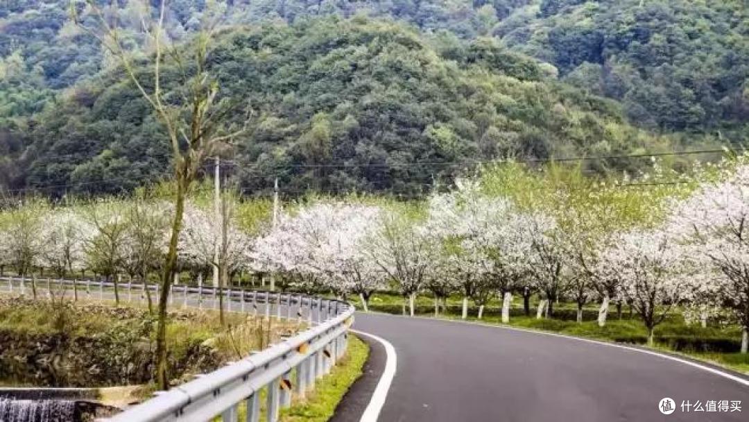 江南最美的春天,就是绍兴600亩樱花盛开的样子