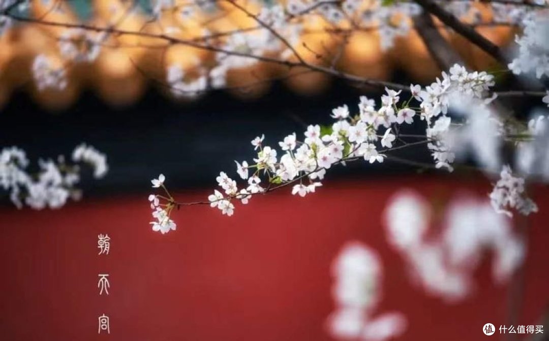 金陵一梦∣寻觅南京春日小众情怀