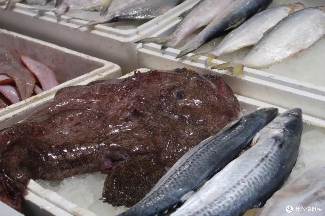 在这个足足2万平的奇妙海鲜“商场”,我找到了赚钱的动力