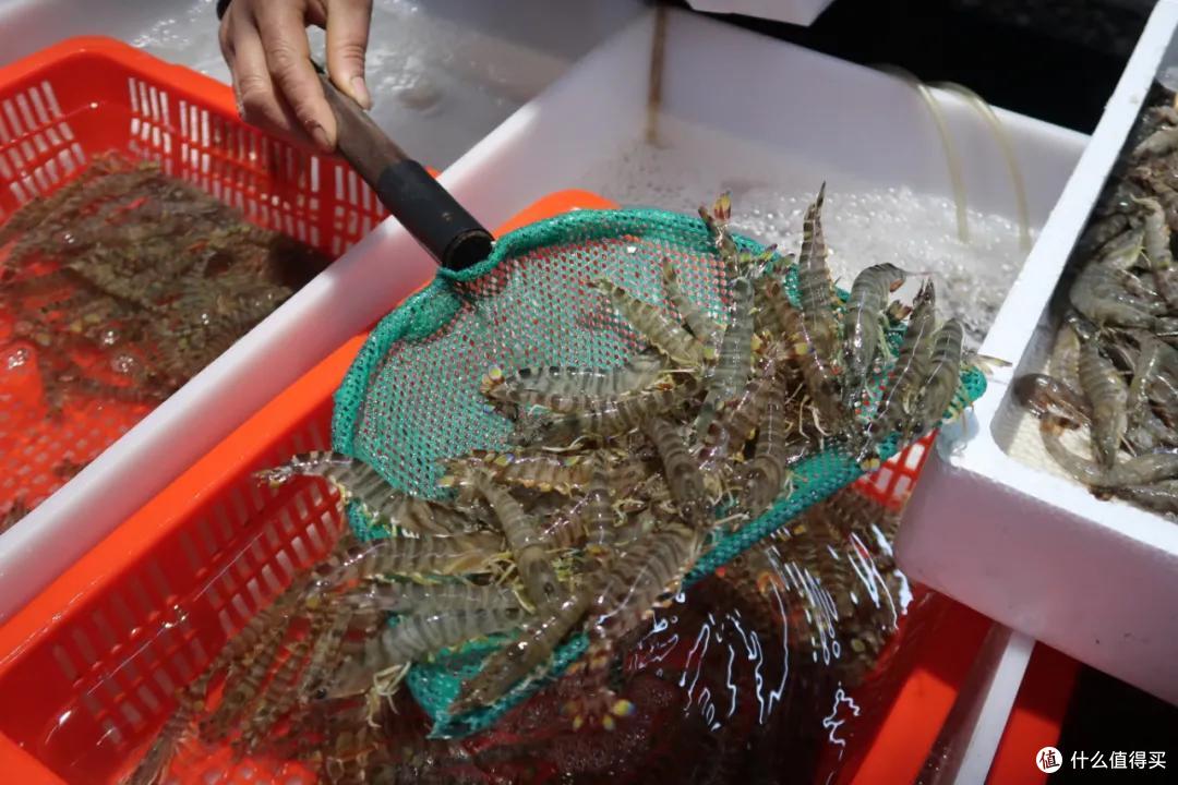 在这个足足2万平的奇妙海鲜“商场”,我找到了赚钱的动力