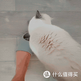 打造人宠共乐的家—“铲S官”的装修手记