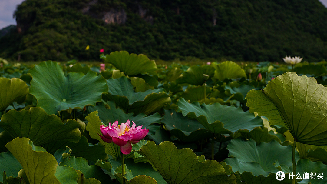 十里桃花，三生三世之普者黑