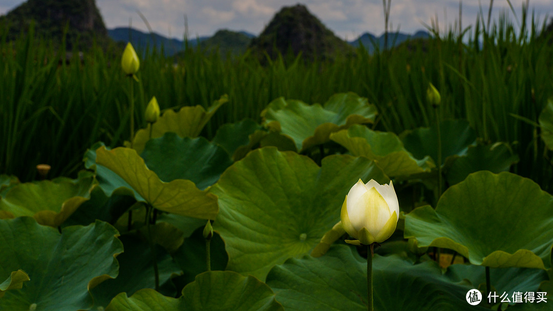 十里桃花，三生三世之普者黑