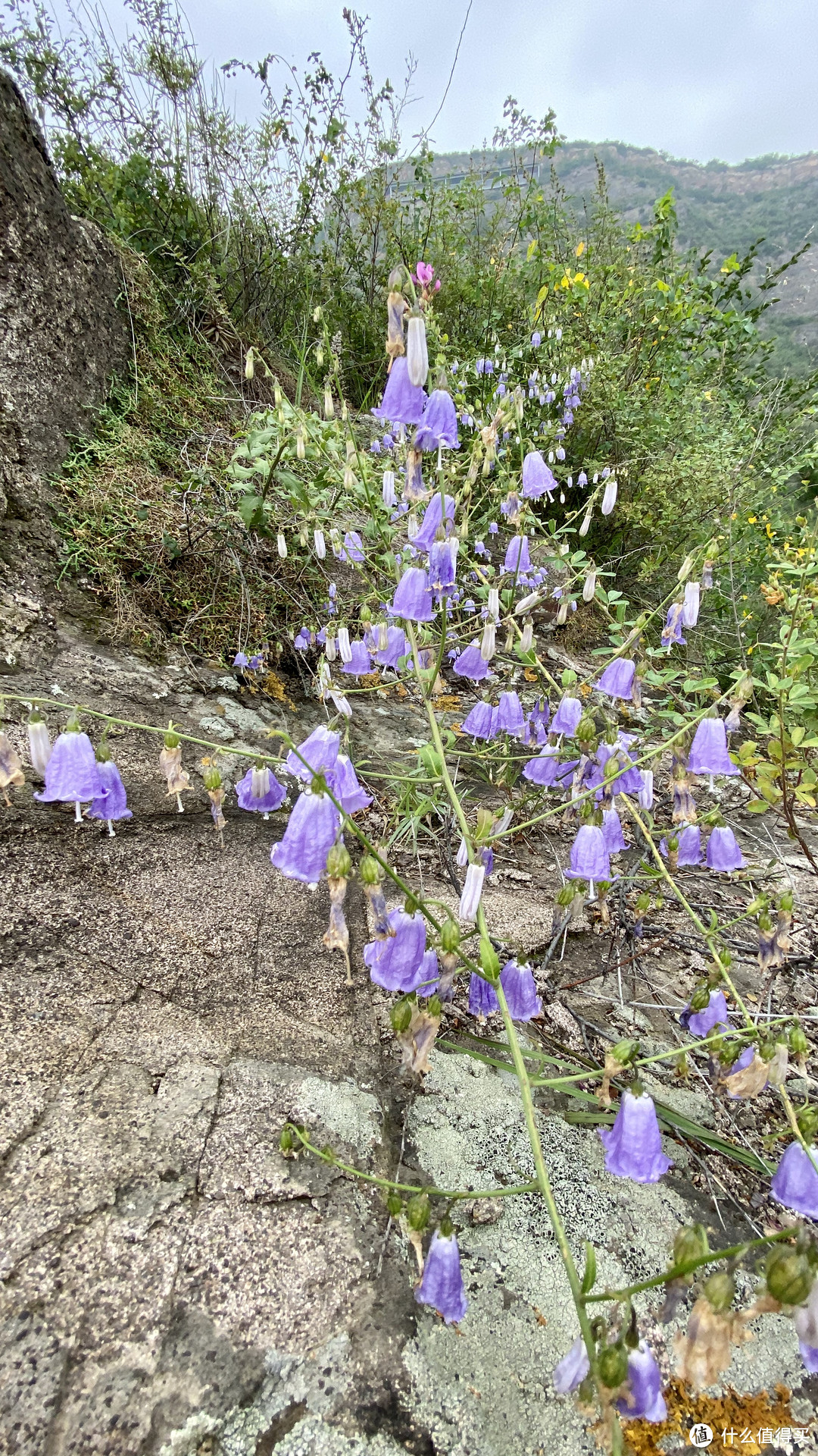 上山，阳光明媚，心情是极好的