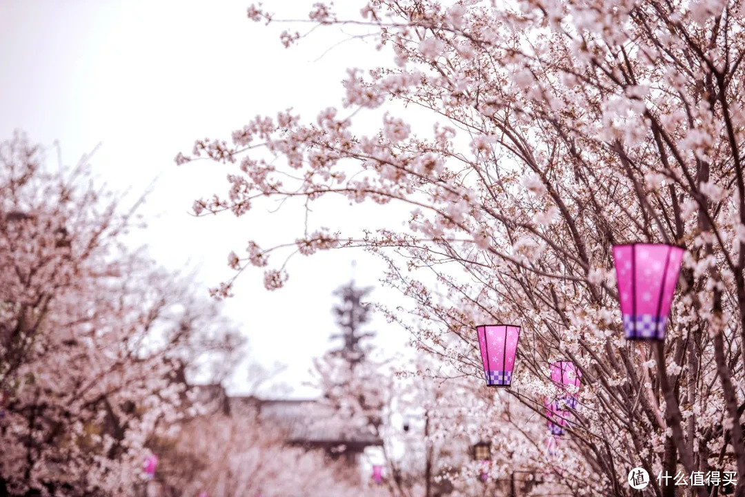 今年无锡看樱花，不去鼋头渚了！