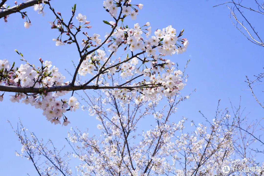 今年无锡看樱花，不去鼋头渚了！