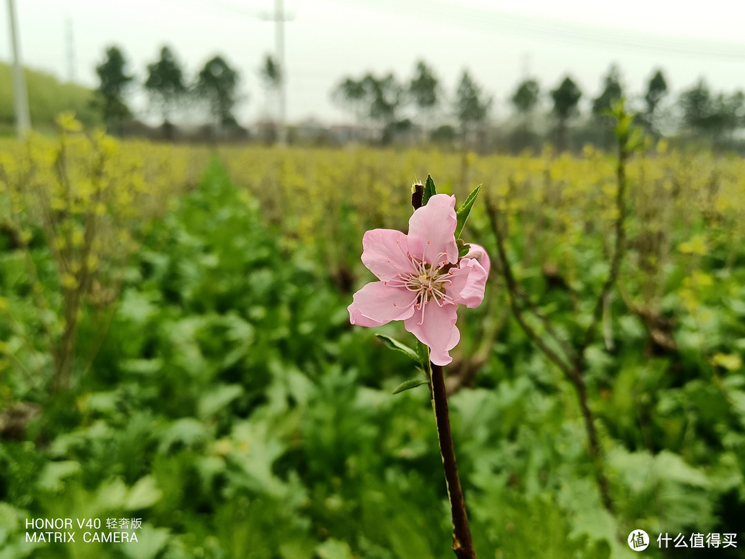 荣耀V40轻奢版测评：轻薄加上超曲屏，低调不失奢华