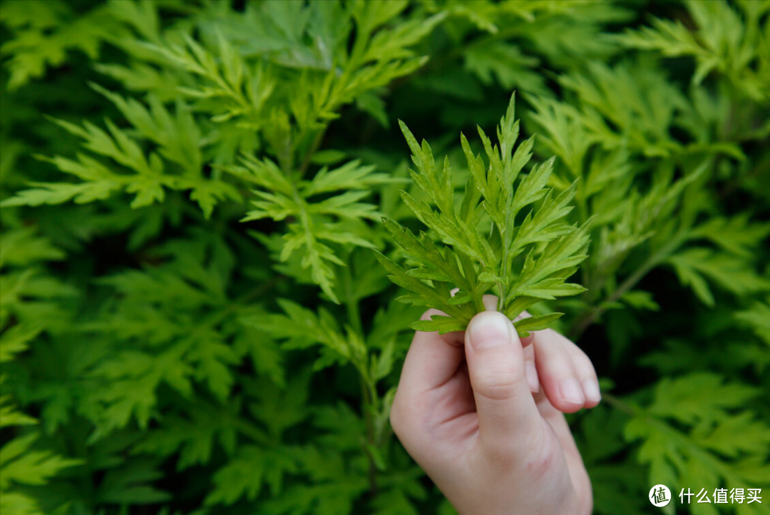 清明吃野菜，别光盯着荠菜、香椿，这6种野菜同样美味，鲜嫩正当季