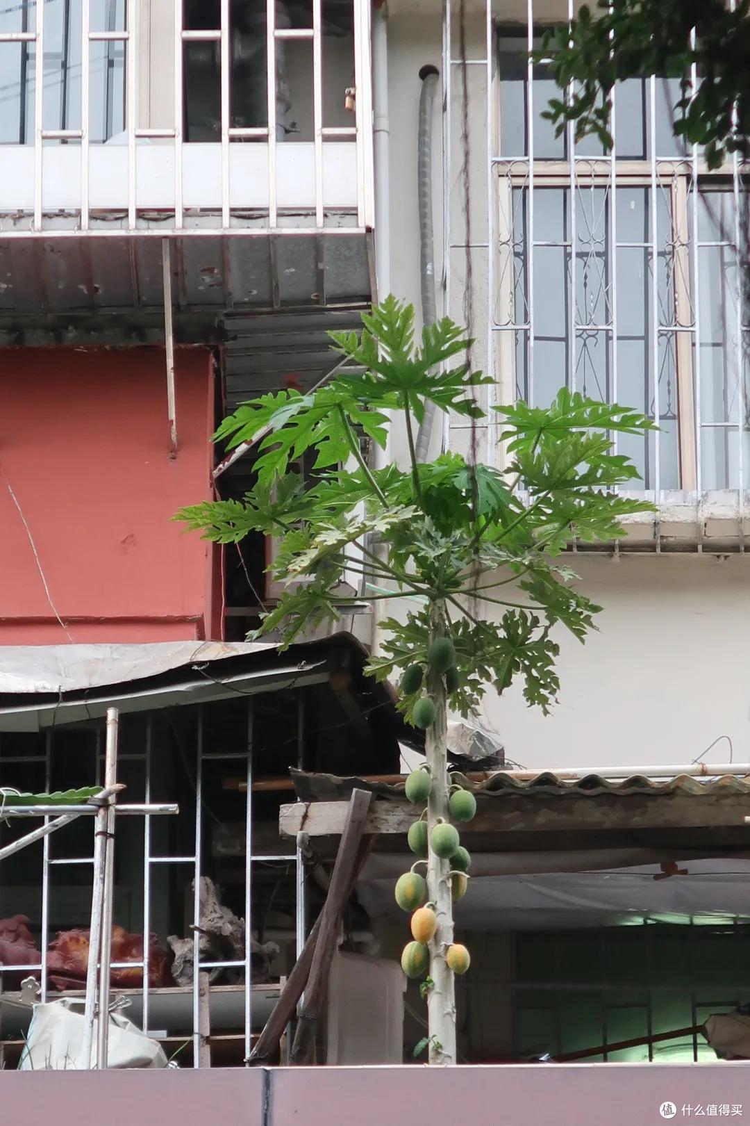 深圳48小时：哼，这里才不是美食荒漠呢！
