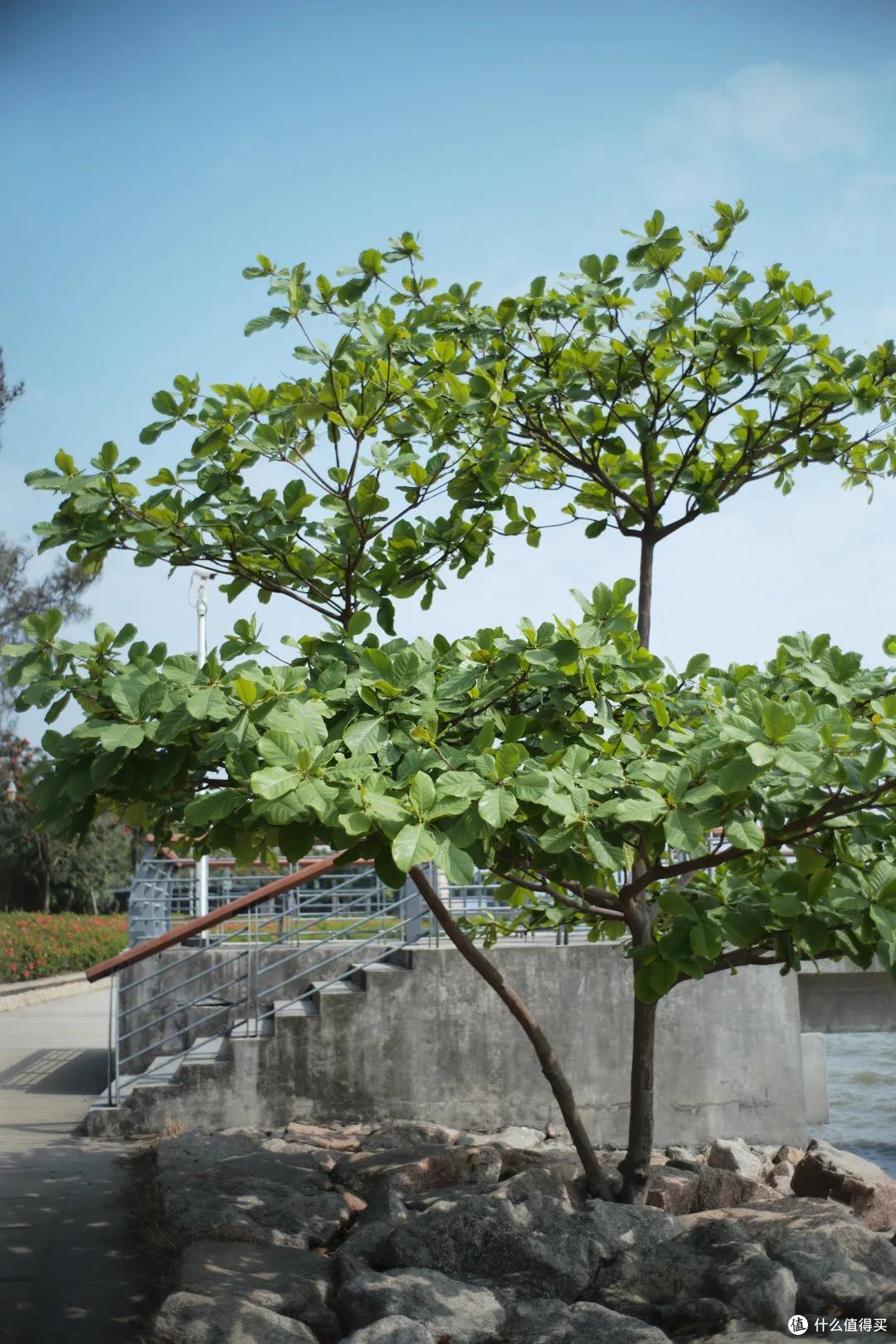 深圳48小时：哼，这里才不是美食荒漠呢！