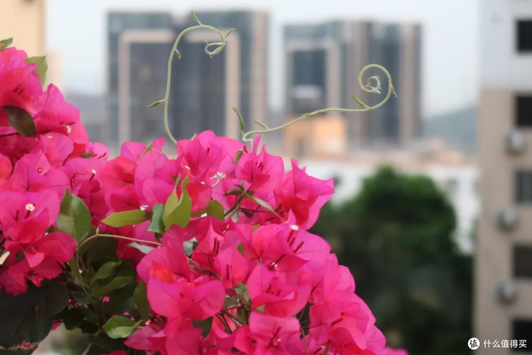 深圳48小时：哼，这里才不是美食荒漠呢！