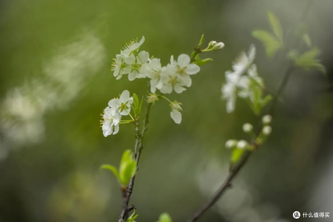 松下全画幅的轻便型远摄变焦 70-300mm 春天拍花体验