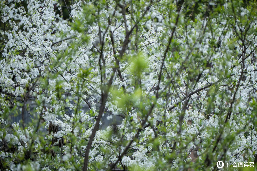 松下全画幅的轻便型远摄变焦 70-300mm 春天拍花体验