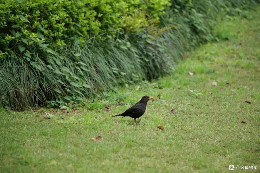 松下全画幅的轻便型远摄变焦 70-300mm 春天拍花体验