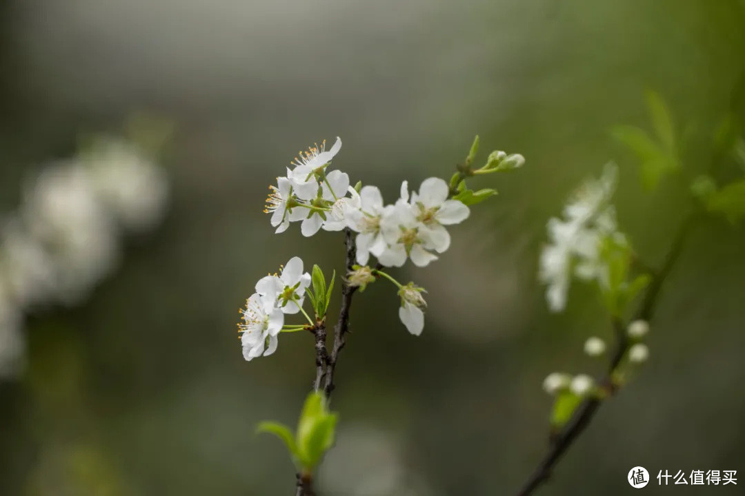 松下全画幅的轻便型远摄变焦 70-300mm 春天拍花体验