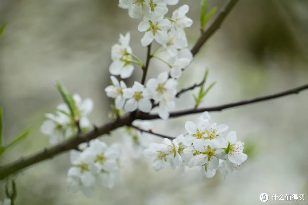 松下全画幅的轻便型远摄变焦 70-300mm 春天拍花体验