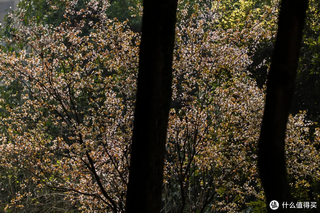 松下全画幅的轻便型远摄变焦 70-300mm 春天拍花体验