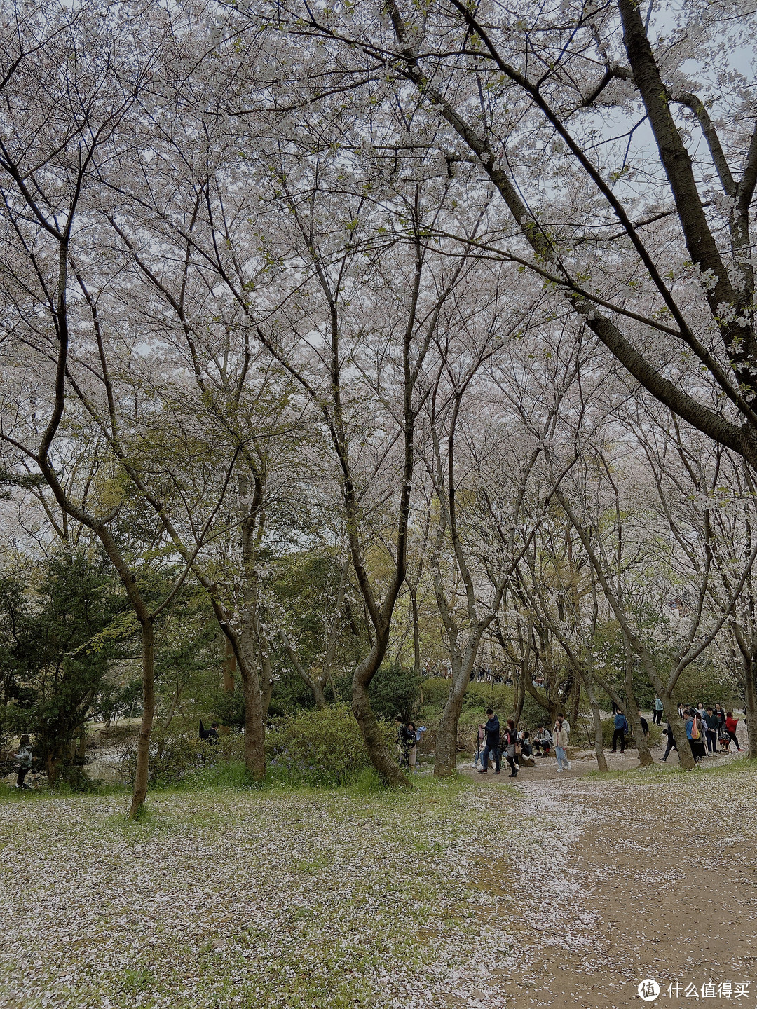 【春日赏樱·美照放送】学梁朝伟说飞就飞，深圳无锡一天一夜游