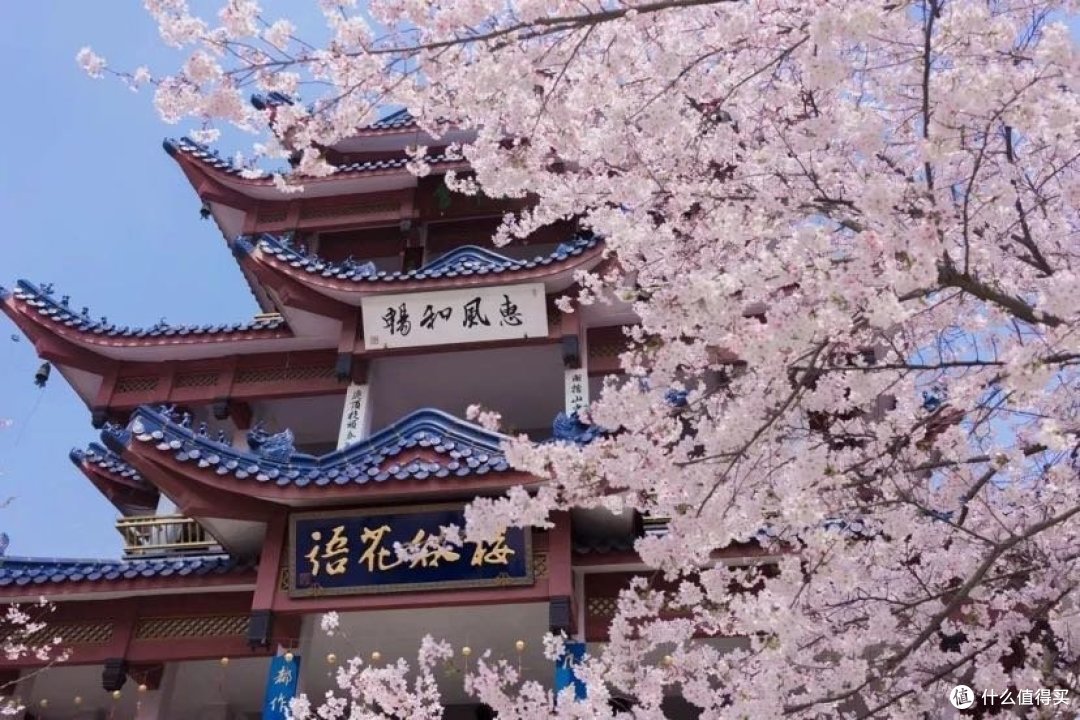 全国赏樱地图出炉!三月花海惹人醉,正是樱花烂漫时