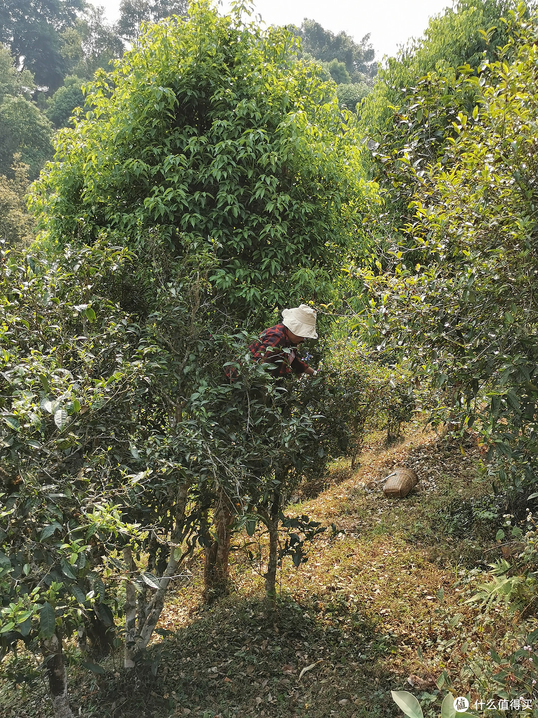 采茶师傅采摘老树茶（树龄70年左右）