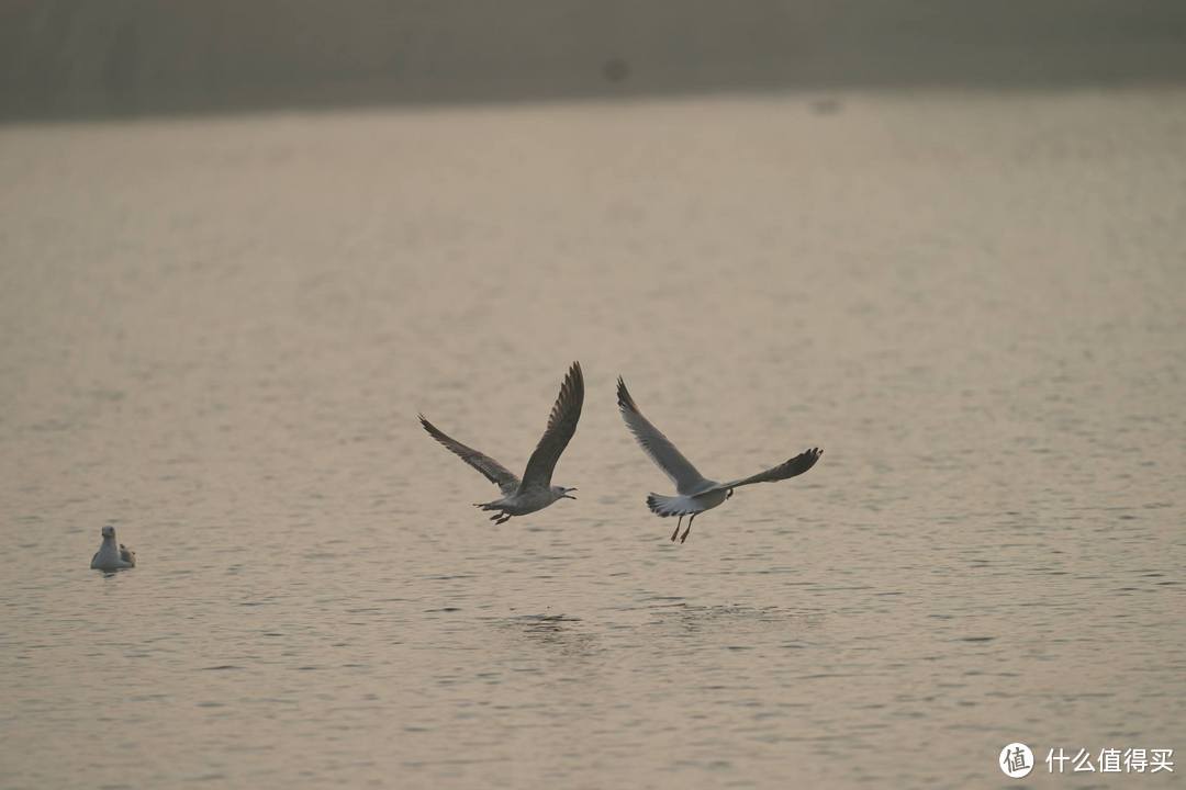 值友带我免费体验索十万打鸟的乐趣—记唐山南湖拍鸟活动