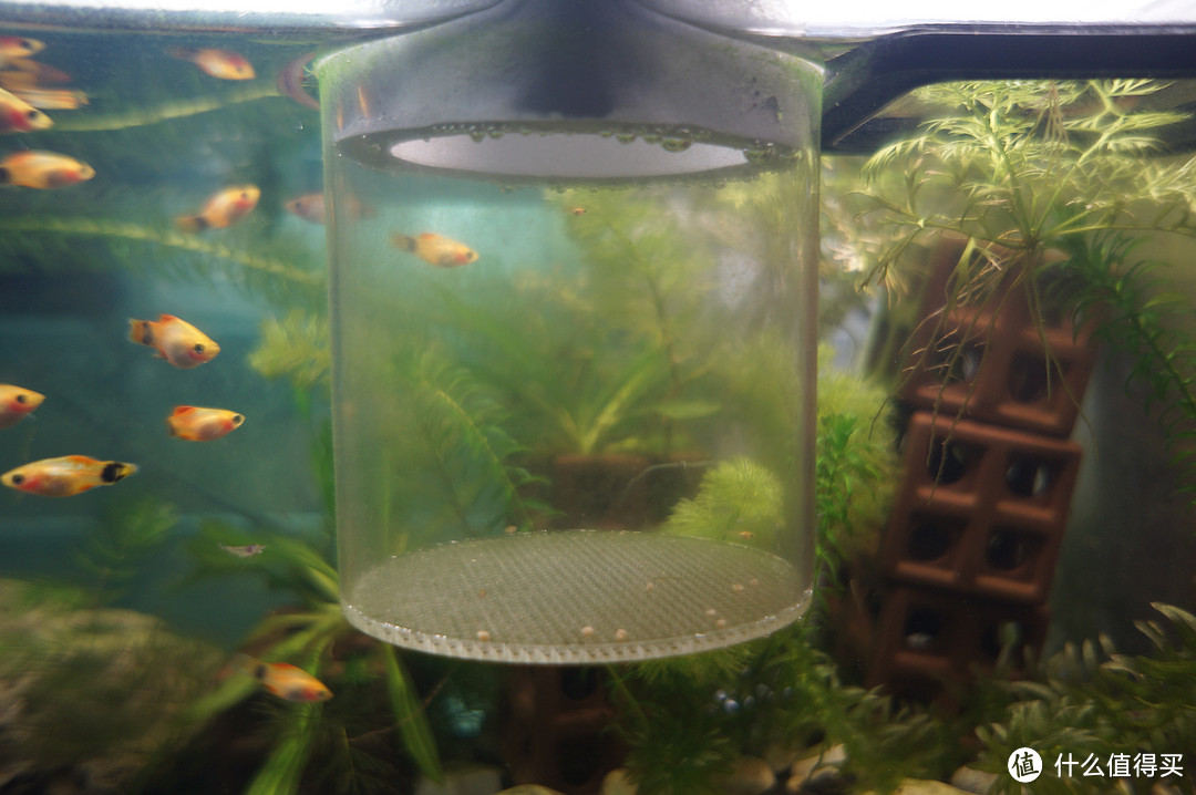 苹果螺吃蔬菜 黑壳虾不除藻 黄米奇生宝宝 我的鱼缸 鱼缸 什么值得买