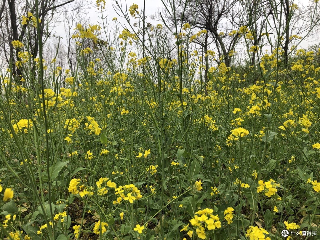 农村常见的野菜 第1种吃的人不多 最后1种惹人嫌弃 你爱吃哪种 蔬菜 什么值得买