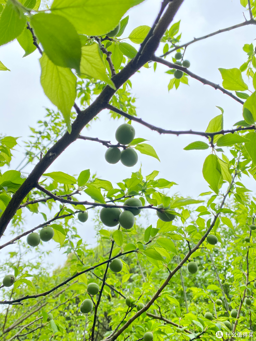 杭州旅游：半山国家森林公园清明踏青