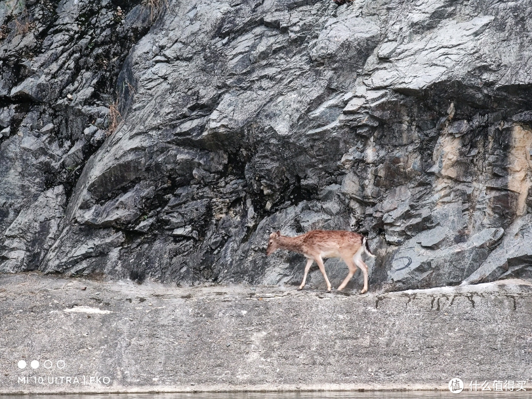 峭壁上的鹿