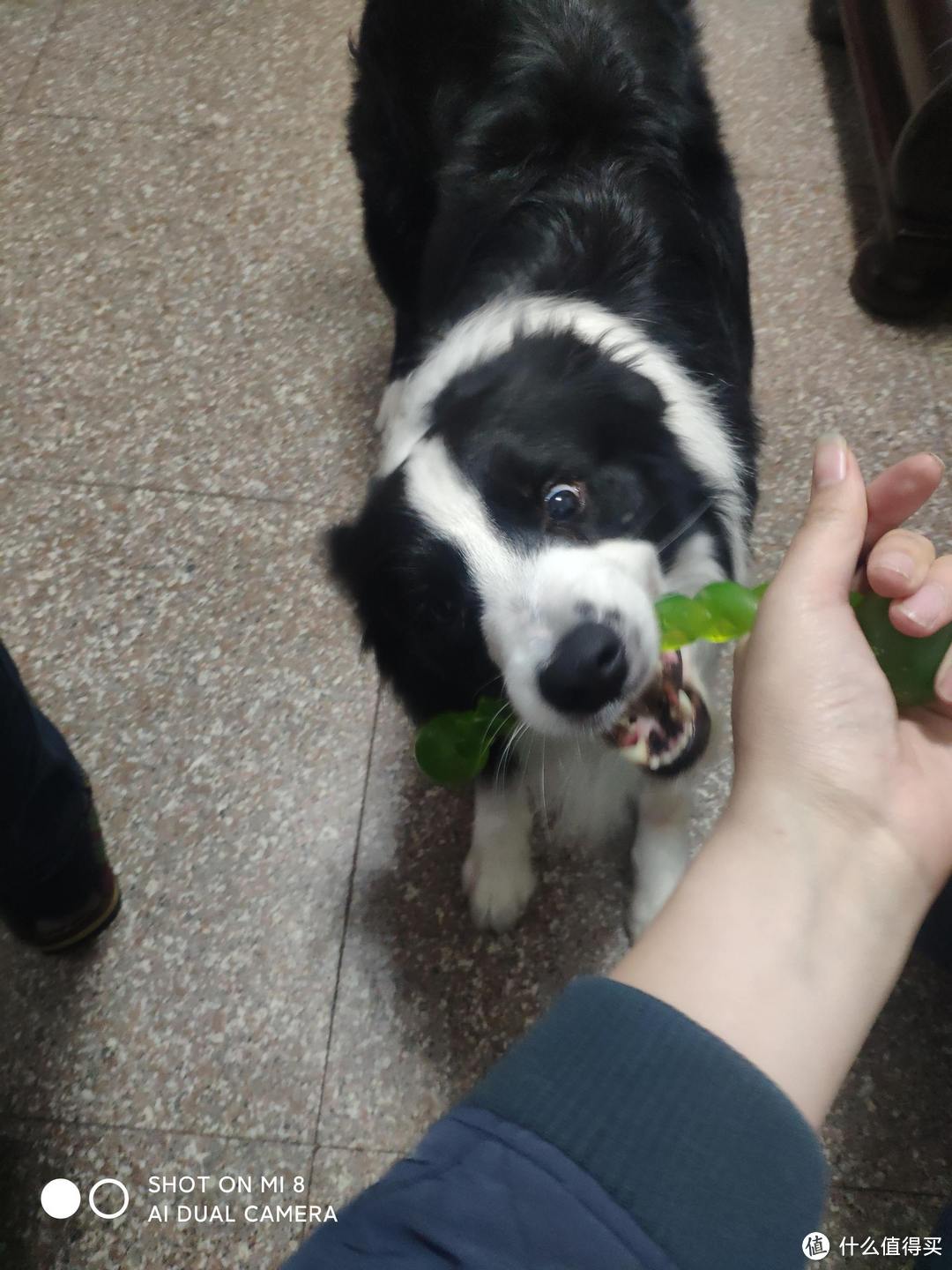 聊聊我家的宠物--边境牧羊犬（五）