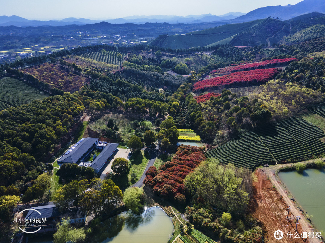 自驾春游郎溪，五颜六色的花花谁不爱