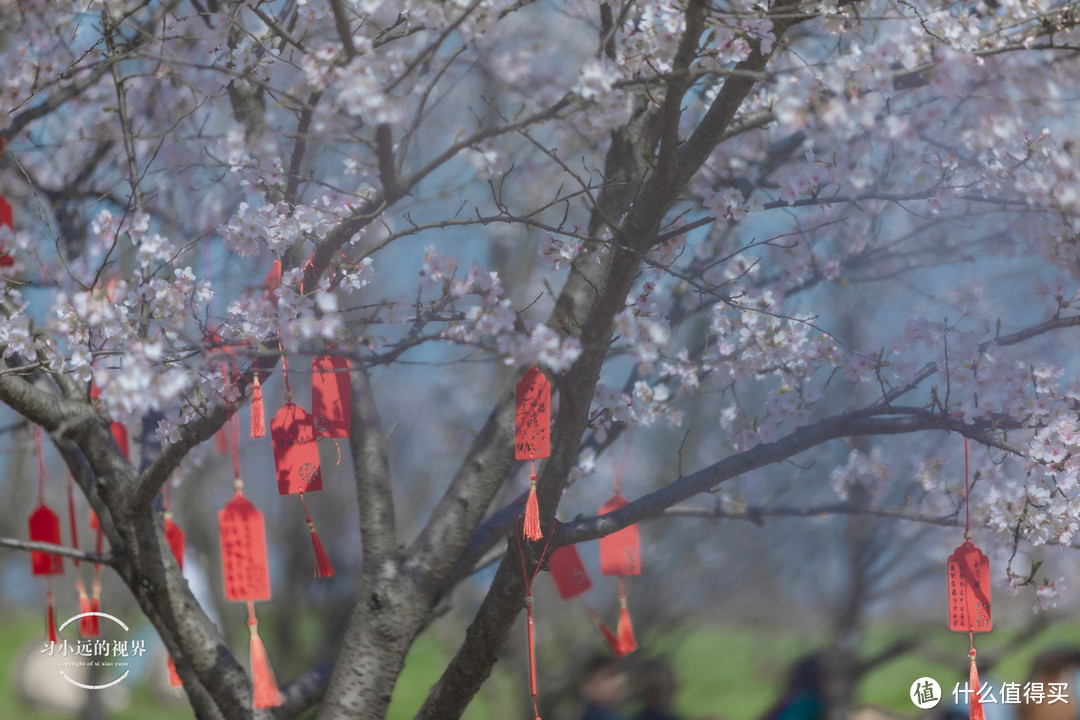 自驾春游郎溪，五颜六色的花花谁不爱