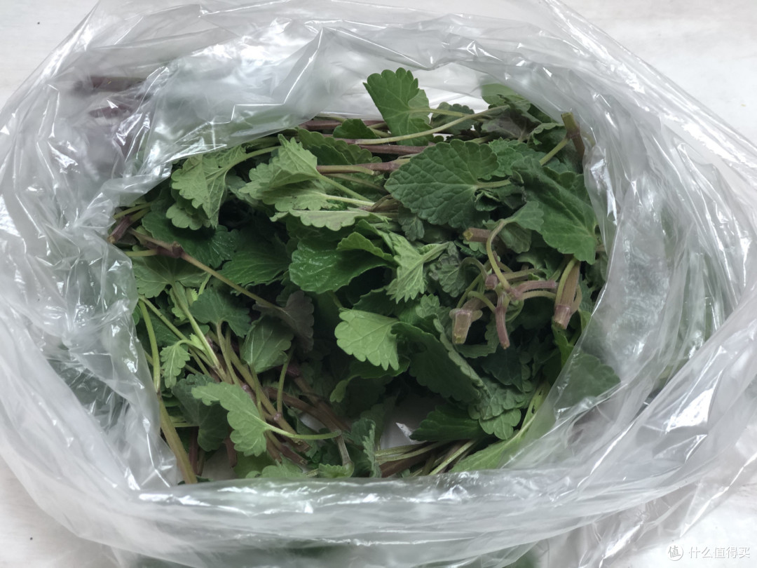 暮春四月，这种野菜抓紧吃，比荠菜嫩，比香椿香，常吃对视力好