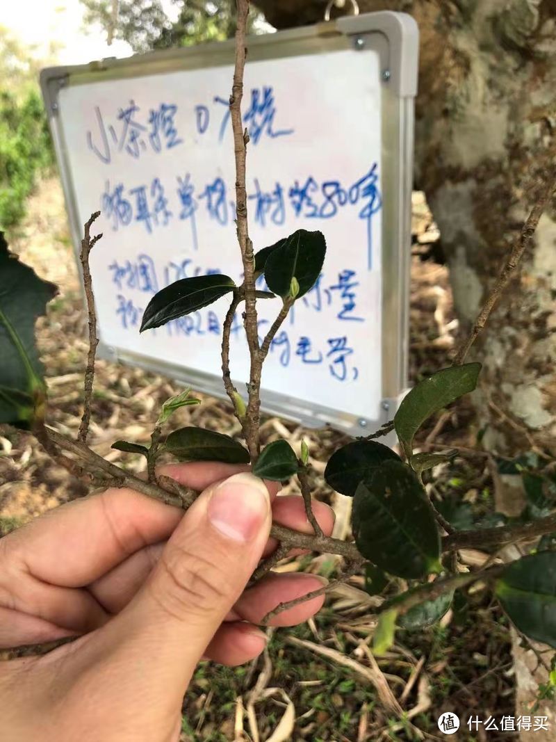 古树春茶才刚开始采摘之际 简单聊聊古茶树.临沧.“茶之九难”和采摘法