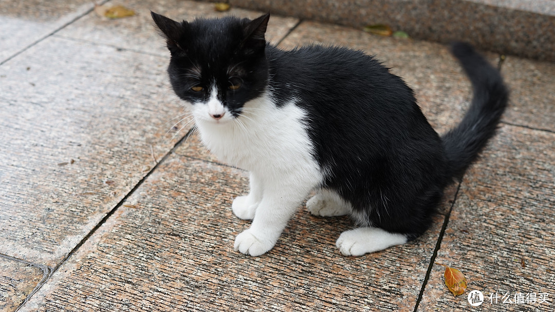 焦山公园遇到的小猫咪