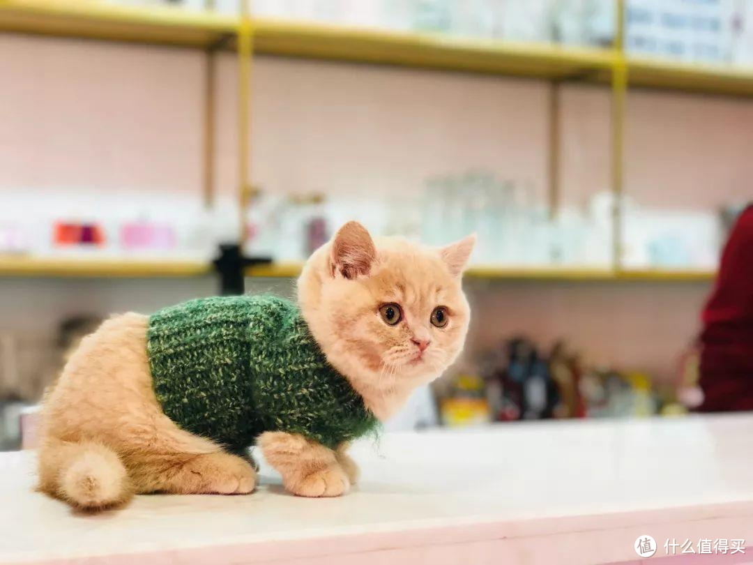 猫维生素如何补充？猫咪为什么要吃维生素？