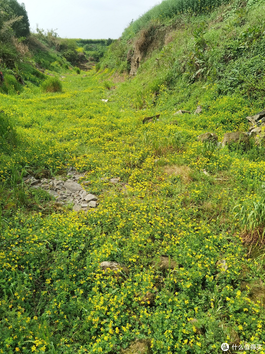 从花田出来，有一段挺长的干枯河道，上面长满了故事的小黄花。。。体验也不错，走在河床上的机会可是不多呢