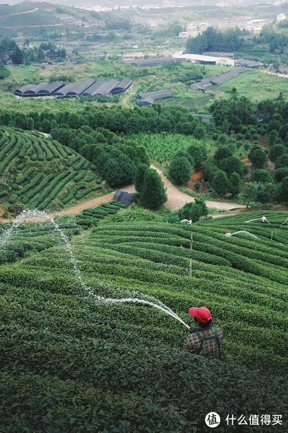 喝了几十杯，夏天的冷泡茶已经帮你们挑好了