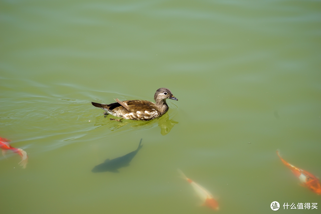 美能达不要钱系列之 长焦：AF100-200/F4.5